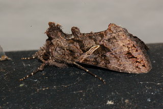 Ctenoplusia oxygramma, Sharp-stigma Looper Moth