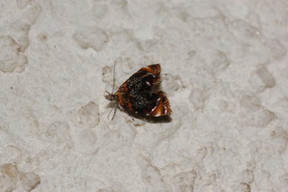 Prochoreutis inflatella, Skullcap Skeletonizer Moth