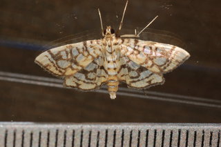 Lygropia rivulalis, Bog Lygropia Moth