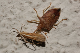 Podisus maculiventris, Spined Soldier Bug, attacking Fissicrambus profanellus