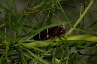 Prosapia bicincta, Two-lined Spittlebug