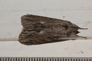 Cucullia alfarata, Camphorweed Owlet Moth
