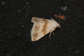 Eublemma minima, Everlasting Bud Moth