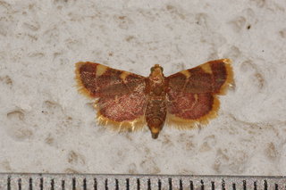 Hypsopygia costalis, Clover Hayworm Moth