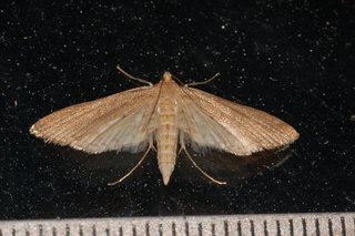 Parapoynx allionealis, Watermilfoil Leafcutter Moth