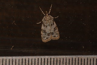 Scoparia basalis, Many-spotted Scoparia Moth
