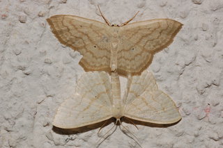 Scopula limboundata, Large Lace-border Moth, 2, mathing