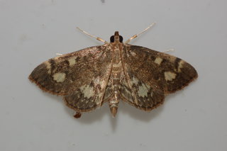 Anania tertialis, Crowned Phlyctaenia Moth