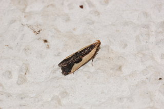 Dichomeris aleatrix, Buffy Dichomeris Moth