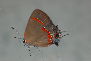 Calycopis cecrops, Red-banded Hairstreak