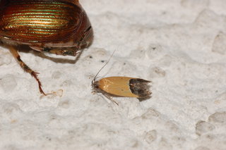Triclonella pergandeella, Sweetclover Root Borer Moth