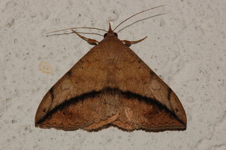 Anticarsia gemmatalis, Velvetbean Caterpillar Moth