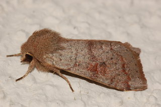Orthosia hibisci, Speckled Green Fruitworm Moth