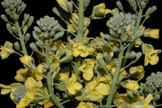 Brassica oleracea, Broccoli, flower