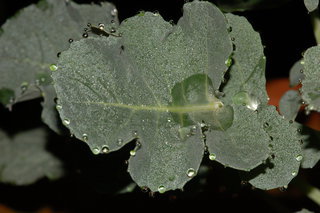 Brassica oleracea, Broccoli, leaf