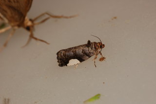 Hedya chionosema, White-spotted Hedya Moth