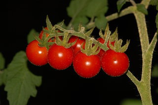Solanum lycopersicum, Tomato, fruit