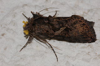 Ctenoplusia oxygramma, Sharp-stigma Looper Moth, with pollinaria