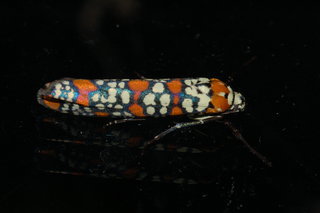 Atteva aurea, Ailanthus Webworm Moth