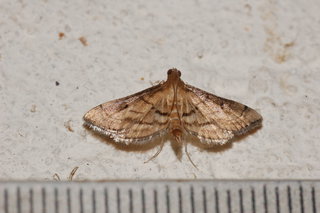 Cnaphalocrocis trapezalis, Trapezalis Moth