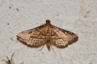 Cnaphalocrocis trapezalis, Trapezalis Moth