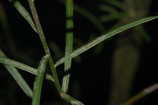 Vernonia angustifolia, Narrowleaf Iron Weed, leaf