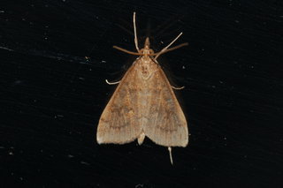 Udea rubigalis, Celery Leaftier Moth