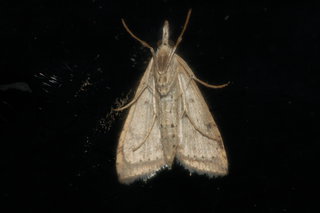 Udea rubigalis, Celery Leaftier Moth, underside