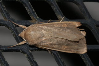 Mythimna unipuncta, Armyworm Moth