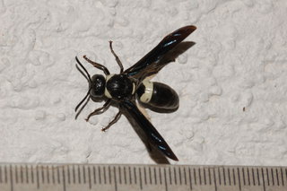 Monobia quadridens, Mason Wasp