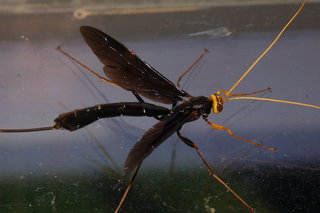 Megarhyssa atrata, Black Giant Ichneumonid Wasp
