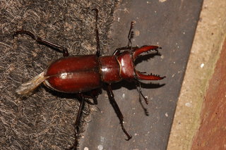Lucanus elaphus, Giant Stag Beetle