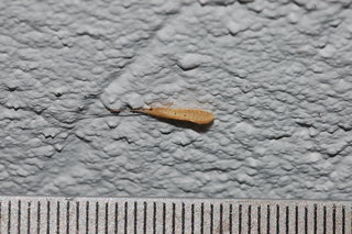 Nectopsyche pavida, Yellow Miller Caddisfly