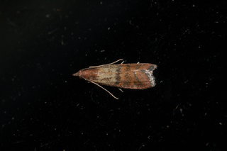 Plodia interpunctella, Indian Meal Moth