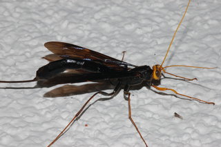 Megarhyssa atrata, Black Giant Ichneumonid Wasp
