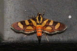 Syngamia florella, Red-waisted Florella Moth