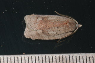 Amorbia humerosana, White-line Leafroller Moth