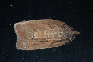 Amorbia humerosana, White-line Leafroller Moth, underside