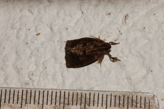 Acrolophus texanella, Texas Grass Tubeworm Moth, maybe