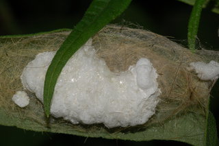 Orgyia leucostigma, White-marked Tussock Moth, eggs