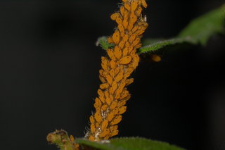 Aphis nerii, Oleander Aphid