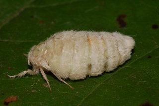 Orgyia leucostigma, White-marked Tussock Moth, female, rearing