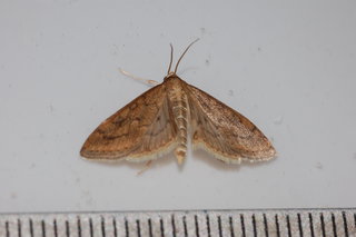 Udea rubigalis, Celery Leaftier Moth