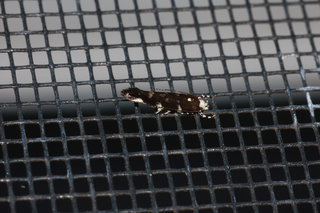 Stagmatophora wyattella, Wyatts Stagmatophora Moth