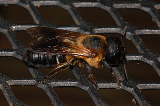 Megachile sculpturalis, Sculptured Resin Bee