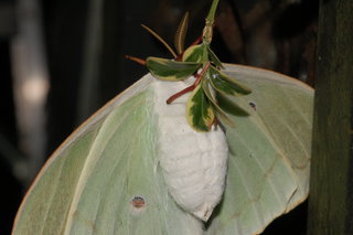 Actias luna, Luna Moth, female