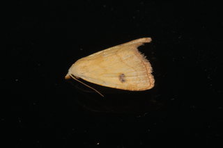 Rivula propinqualis, Spotted Grass Moth
