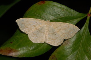 Scopula limboundata, Large Lace-border Moth