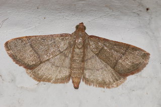 Hypsopygia nostralis, Southern Hayworm Moth
