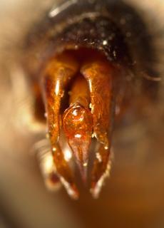 Andrena melittoides